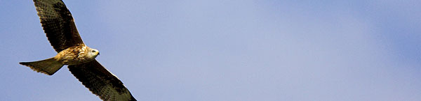 Life Coaching Header Image