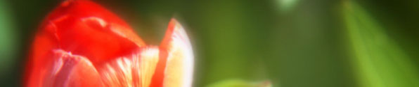 Tulips = Spring!