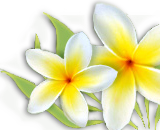 flower header image