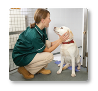 vet with dog