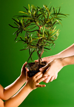 Ways to Commemorate Tu BShevat