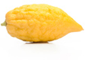 Sukkot Citron