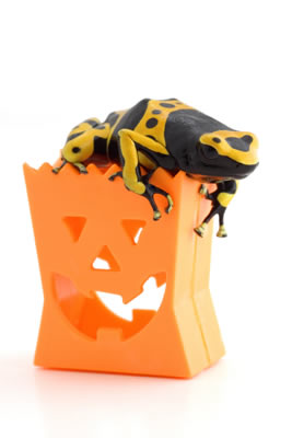 Halloween bag and toad