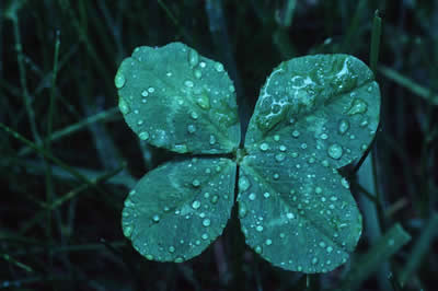 4 leaf clover