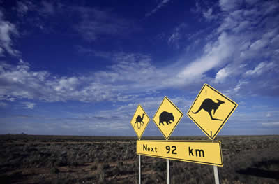 kangaroos