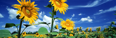 Summer Sunflowers