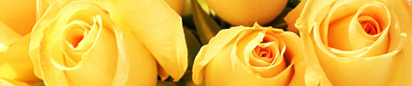 Yellow Roses
