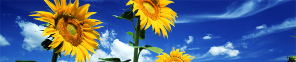 sunflowerbluesky