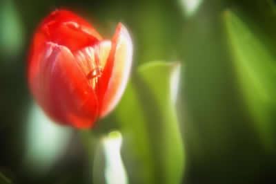 Tulip