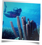 scuba pic