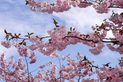 Spring Fruit Tree Blossoms