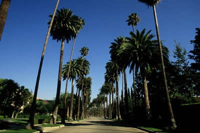 palms