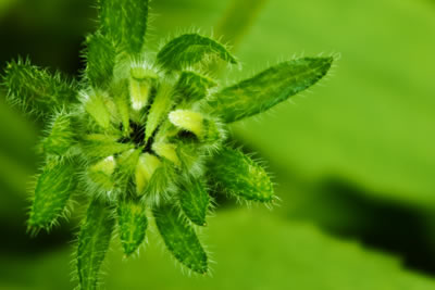 fuzzy green plant