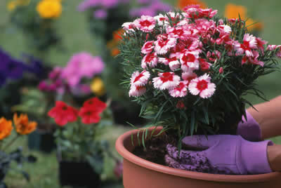 Picture of a women planting flowers in a pot. 