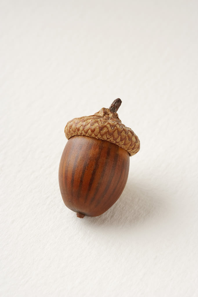 acorn