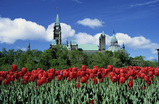 Parliament Flowers