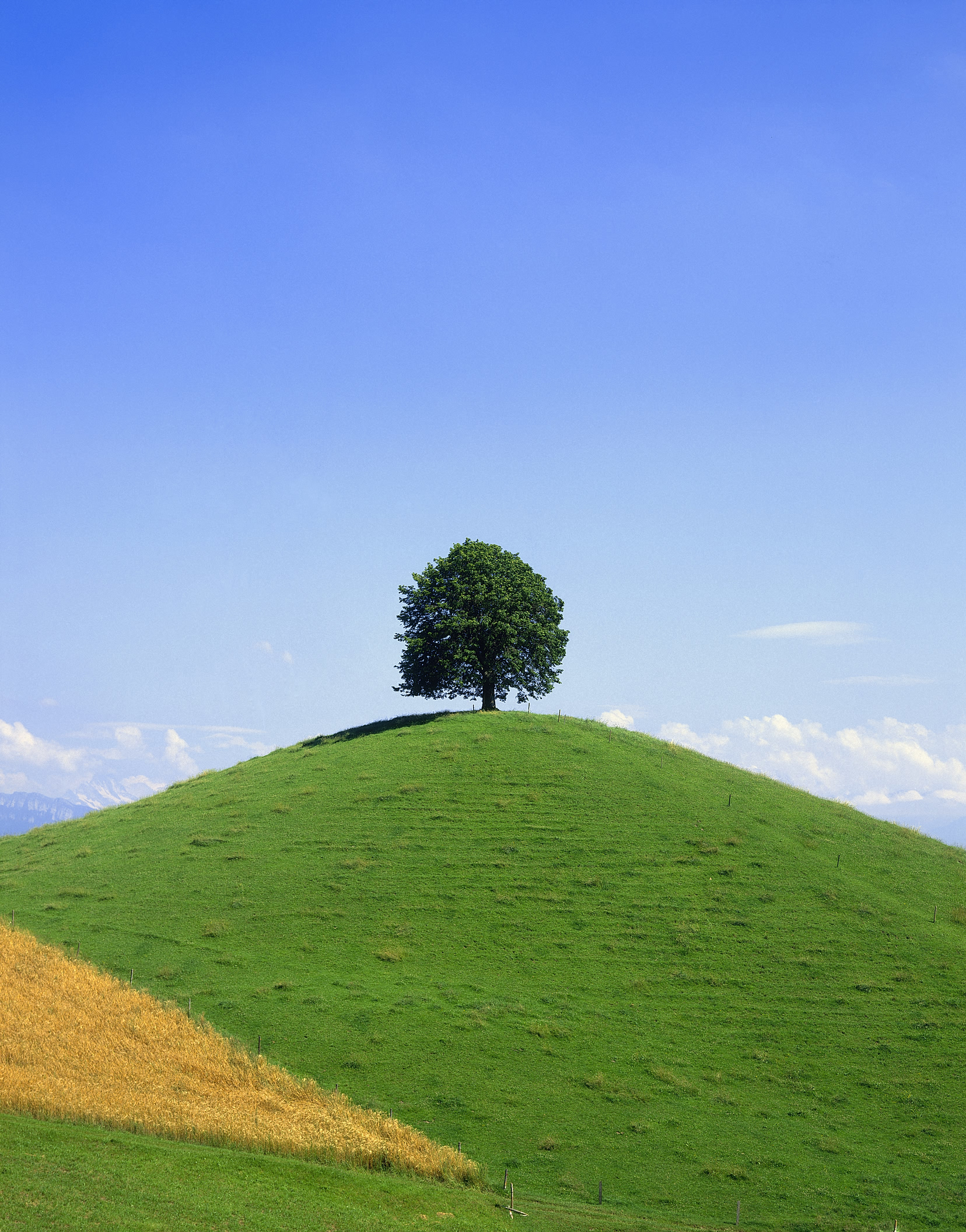 tree sky